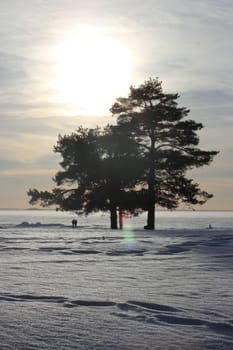 Landscape with the beginning of the sunset on the Gulf of Finland with trees