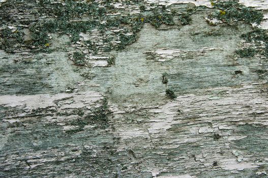 Texture of old green bark wood