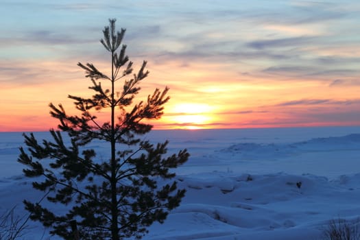 Landscape with the beginning of the sunset on the Gulf of Finland with trees