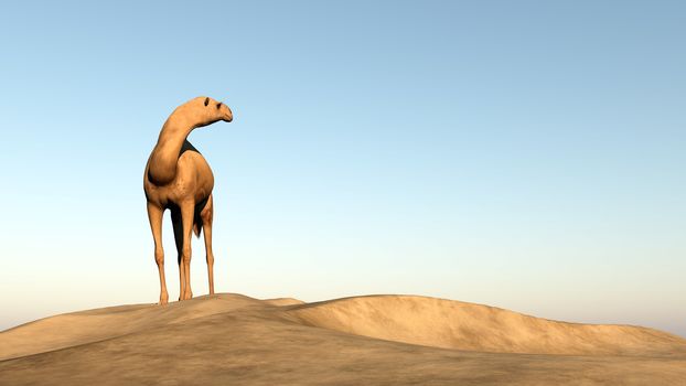 Camel standing upon a sand dune and looking behind him - 3D render
