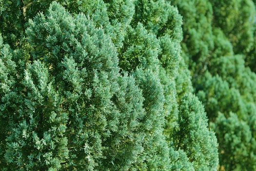 Green branches of Cedar
