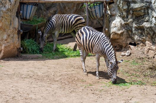 Portrait of zebras in the zoo, Thailand