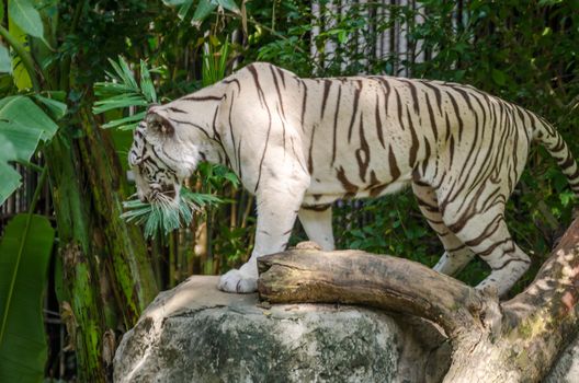 White bengal tiger in a wild