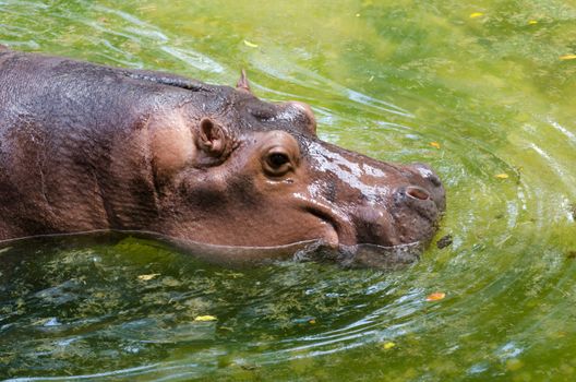 Wild hippopotamus swimming in the water, Dusit zoo