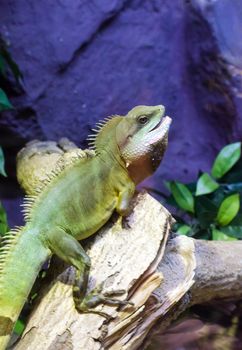 Iguana climb on the tree branch in Dusit zoo