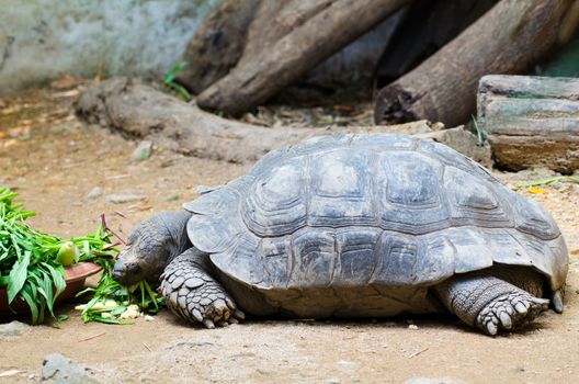 Turtle eating vegetable in zoo