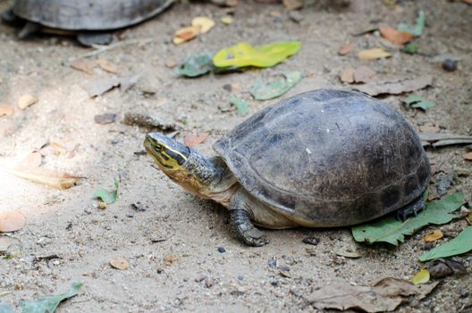 Small turtle walking in zoo