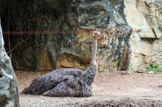 Ostrich (Struthio camelus) in Dusit zoo