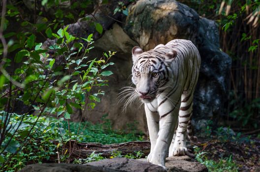 White bengal tiger walking in a wild