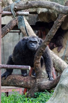 Portrait of chimpanzee in Dusit zoo, Bangkok, Thailand
