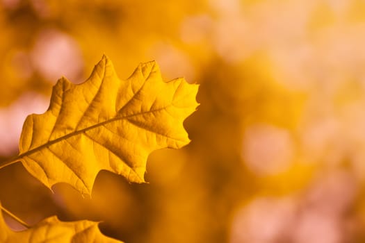yellow autumn leaf of a tree on blurred background