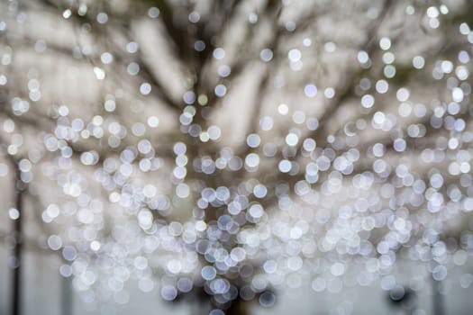 Abstract photo of winter tree and glitter bokeh lights, holiday and seasonal background