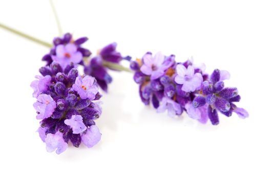 twigs lavender in closeup over white background 