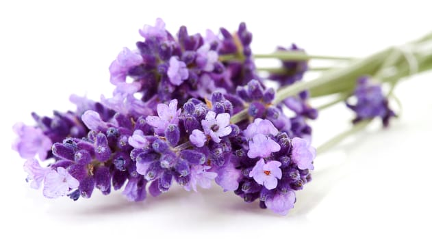 twigs lavender in closeup over white background 
