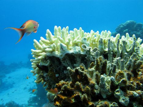 coral reef with white stony coral and exotic fishes on the bottom of tropical sea
