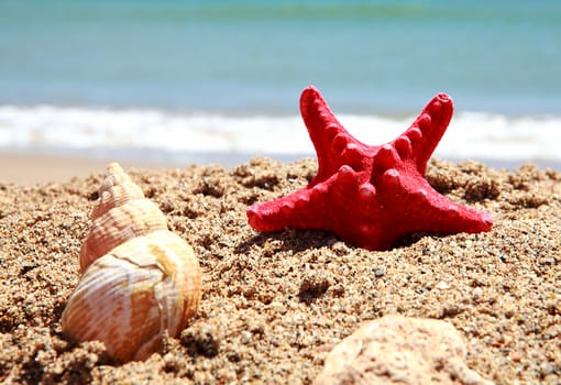 shells on the beach in closeup near the ocean 
