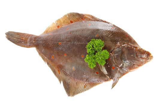 one raw plaice fish isolated on white background