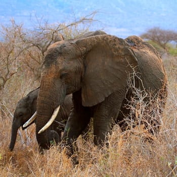 Elephants in Ngulia Rhino sanctuary, known for the red sand they bathe in