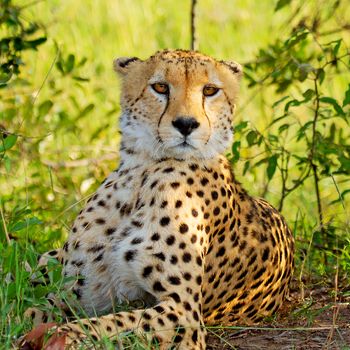 Cheetah on ground in wildlife Kenya Africa