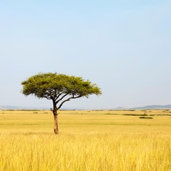 landscape with Acacia tree in Africa