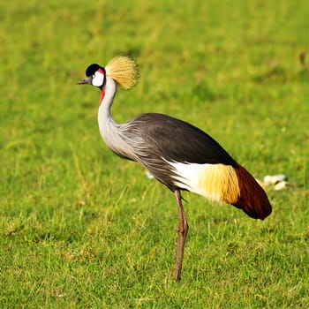 Crowned crane bird in Africa