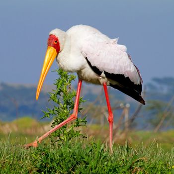 African yellow-billed stork bird in closeup