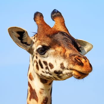 Portrait of African Masai giraffe in closeup