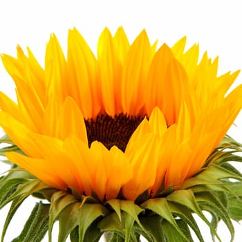 One sunflower in closeup over white background