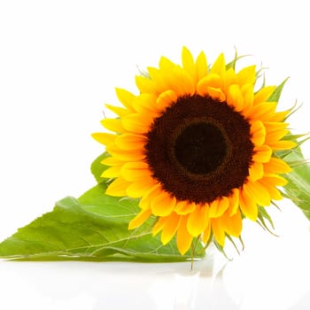 One sunflower in closeup over white background