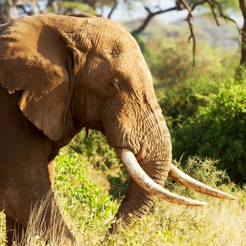 Closeup of male African elephant in Amboseli National park