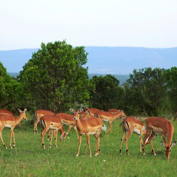 Group of African Gazelles wildlife in Kenya