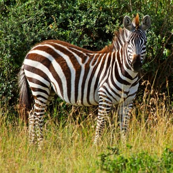 African zebra in bush  looking at camera