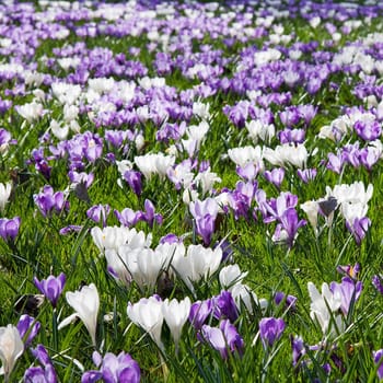 A lot of Dutch spring crocus flowers