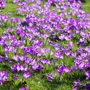 A lot of Dutch spring crocus flowers