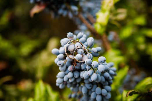 Closeup of blue bunch of grapes hanging on the vine and Golden wedding rings