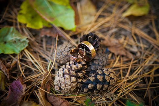 Engagement Theme - Gold Ring on pine cones are among the fir needles