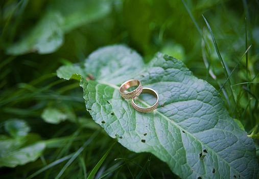Two Golden wedding rings lie on leaves green plant