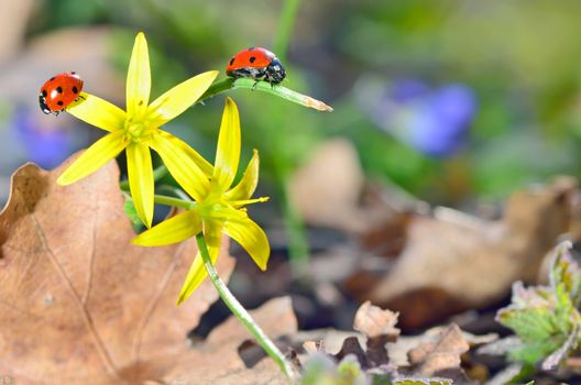 Ladybugs (Coccinella) on yellow flower petal