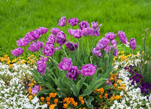 Group purple tulips and other flowers. Spring landscape.