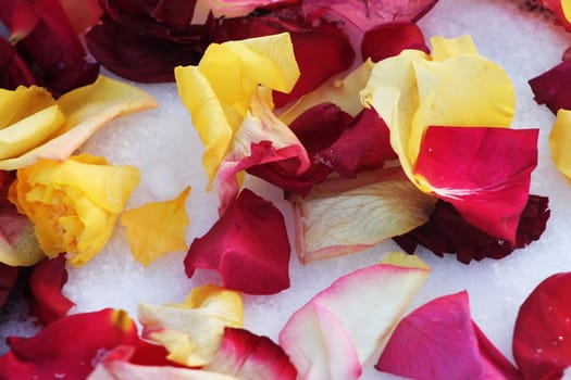 Background of multi-colored rose petals on white snow