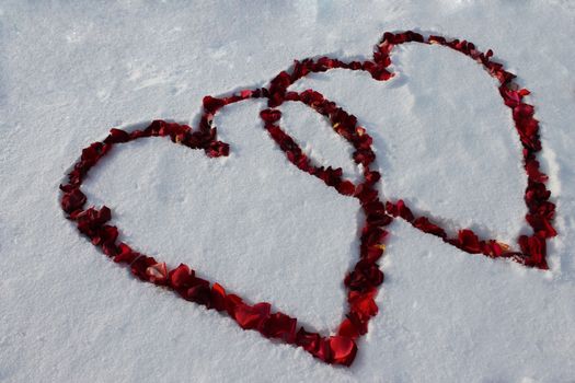 Two hearts on the snow strewn with rose petals along the contour 