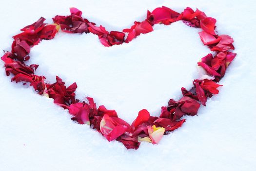 Heart on the snow strewn with rose petals along the contour 