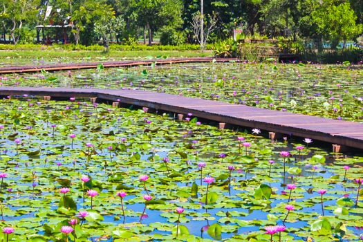 colorful lotus in the pond with wood way to park