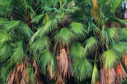 Palm trees leaves