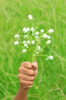 Hand holds white globe amaranth