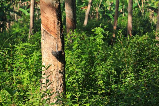 Rubber tree, Thailand