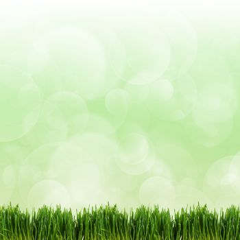 The green grass on green boke background