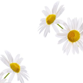 The beautiful daisy isolated on white background