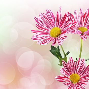 The flower pink chrysanthemums as a  background