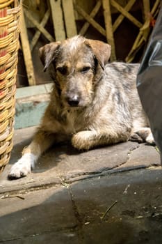 A tired street dog resting between some baskets  - color edition